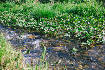 Ufa, Russia June 17, 2020 view of a calm mountain river with clear water, algae and pebbles at the bottom on a sunny day
Ufa, Republic of Bashkortostan, Russia