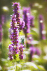 close up of lavender flowers bokeh