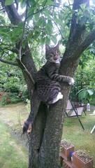 Fototapeta na wymiar cat on the tree 