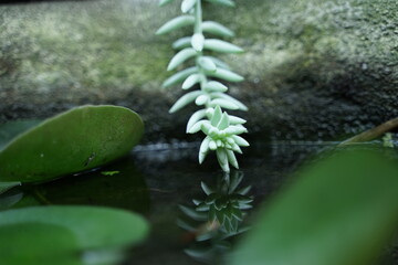 photo of aquatic plants and flowers with a macro lens