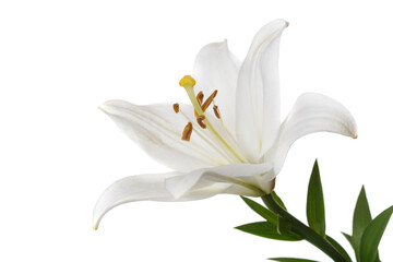Tender white lily flower isolated on a white background.