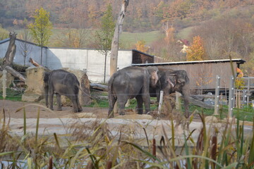
Animals at the zoo on an autumn day