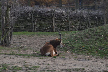 
Animals at the zoo on an autumn day