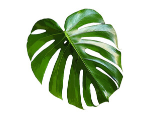 Monstera Deliciosa green palm leaf on white background. Modern tropical jungle plants