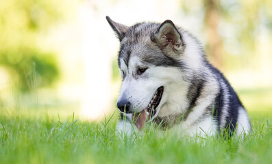 dog lies in the grass on a summer walk