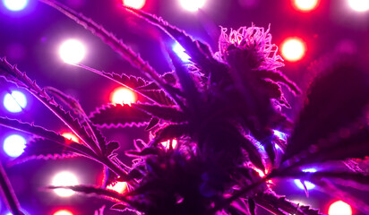 Bottom view up of indoor growing of Sativa or Indica cannabis leaves and flowers under infrared LED...
