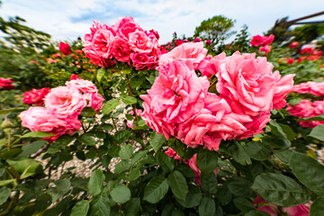 日本　バラ園のピンクのバラの花