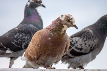  Pigeons sit on a background of gray sky, cloudy weather. Brown and gray birds front view, close-up, selective focus