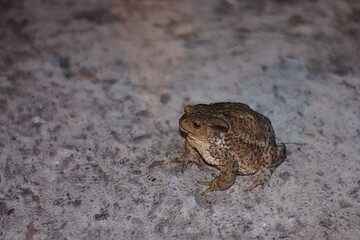 ground toad in the evening in the yard