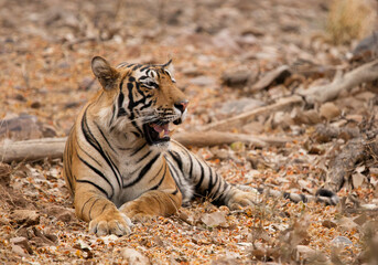 Tiger cub portrait, Ranthambore Tiger Reserve