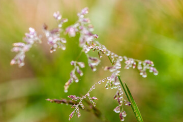 Morning dew drops on a blade of grass