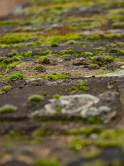 Moss in a wall close up