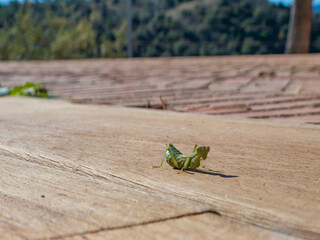 Praying mantis looking at camera