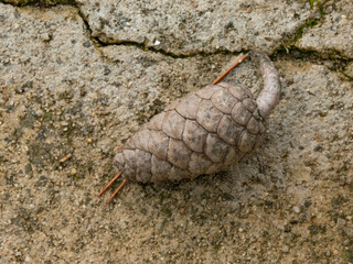 Pine cone fallen in the ground