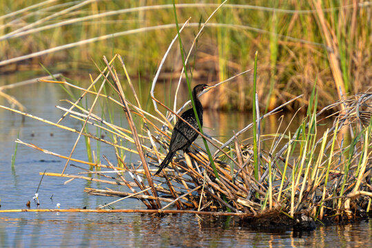 Riedscharbe  am Flussufer des Kwando River in Namibia