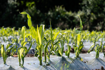 Maize being grown under biodegradable plastic for use as animal feed Carmarthenshire Wales