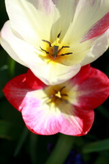 Fototapeta na wymiar Rosa blühendeTulpen (Tulipa), Closeup, Deutschland