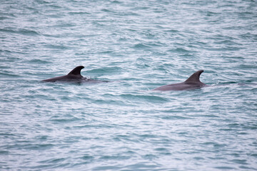 Fototapeta premium Dolphins swim in the sea. Dolphin family swimming together in the blue ocean. Selective focus