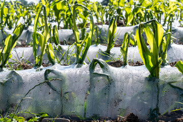 Maize being grown under biodegradable plastic for use as animal feed Carmarthenshire Wales