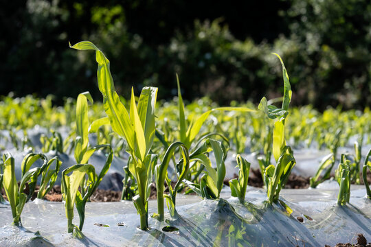 Maize being grown under biodegradable plastic for use as animal feed Carmarthenshire Wales