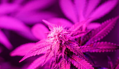 Indoor growing of Sativa or Indica cannabis leaves and flowers under infrared LED lights.