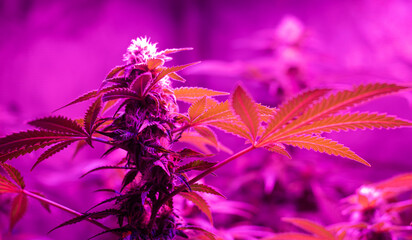Indoor growing of Sativa or Indica cannabis leaves and flowers under infrared LED lights.