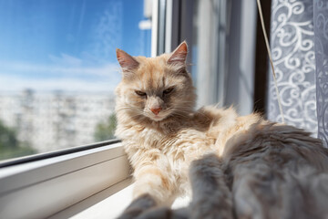 A beautiful fluffy house cat is lying on the windowsill