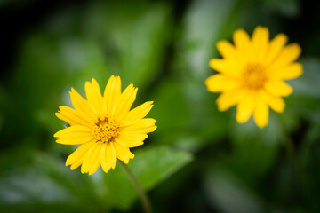 The littel yellow flower. Blooming flower. It's has many petals. I found this flower at the hotel.