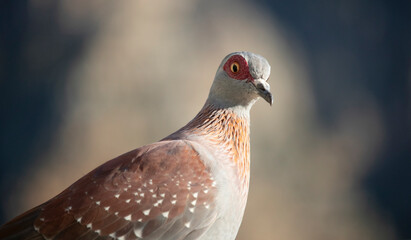 Closeup of a speckled pigeon in Camps Bay, South Africa.
