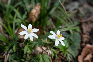 Buschwindröschen (lat.: Anemone nemorosa) und etwas Gras auf dem Boden im Wald im Frühling