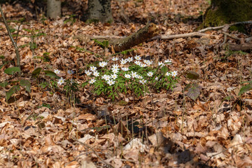 Eine Gruppe Buschwindröschen auf dem Waldboden im Frühling im Wald (frühblühende Wildblumen) auf braunen alten Blättern und Laub