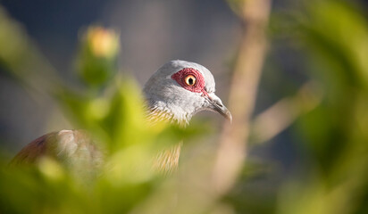 Closeup of a speckled pigeon in Camps Bay, South Africa.
