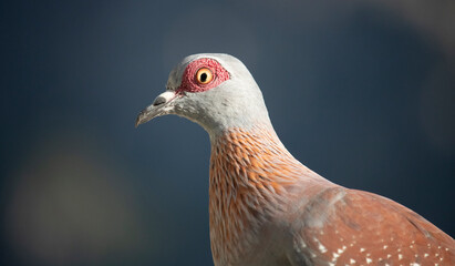 Closeup of a speckled pigeon in Camps Bay, South Africa.