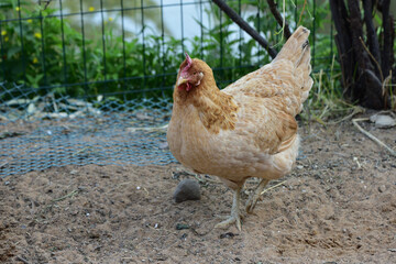 A series of photographs - the household in the epidemic of the coronovirus, Tsarskoye Selo chicken
