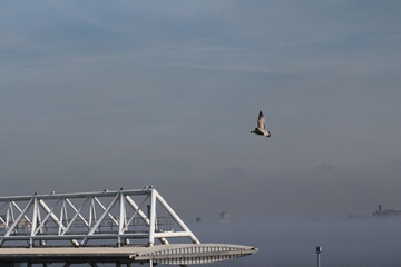 Bird on the foggy Mersey