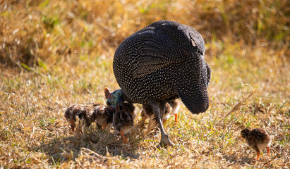 Guineafowl parent feeding with its baby keets.