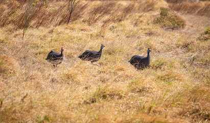 Three guineafowl in a grass field at sunset or sunrise.