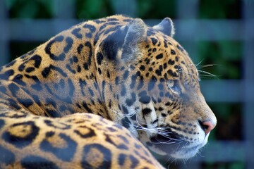 Fototapeta na wymiar Jaguar encerrado en un zoo de Madrid
