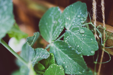 close-up of snowpeas plant outdoor