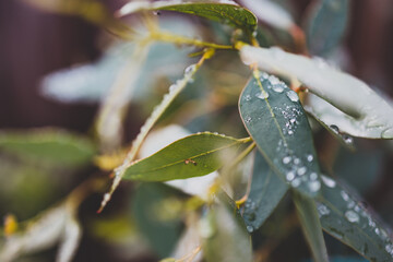 native Australian eucalyptus gum tree plant outdoor covered in raindrops