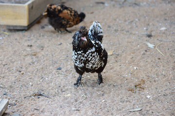 A series of photos - the household economy in the epidemic of coronovirus, Pavlovskaya crested chickens
