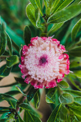 native African protea plant with pink flower covered in raindrops