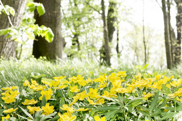 Anemone ranunculoides - spring flowers