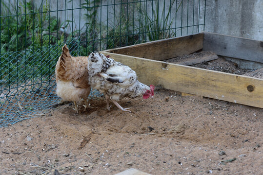 A series of photographs - the housekeeping in the epidemic of the coronovirus, these are the Pushkinskiye chickens feed along with the large chickens of the Tsarskoselskaya breed
