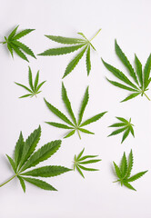 Cannabis marijuana cannabis leaves white blank background. Floral background minimalism. Vertical frame flat layout