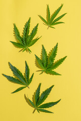 Cannabis marijuana cannabis leaves yellow blank background. Floral background minimalism. Vertical frame flat layout