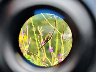 Colibrí descansando en una rama en Costa Rica © Pablo