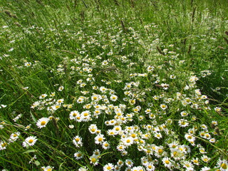 many white daisies in the meadow as a floral background