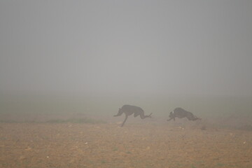 Beautiful day of hunting with dogs running behind the hare trying to pick it up