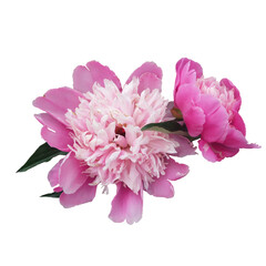 Pink peony flower isolated on white background. Spring flowers